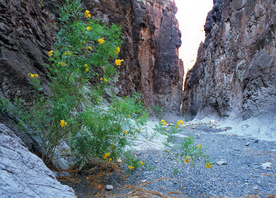 Flowering bush in Closed Canyon