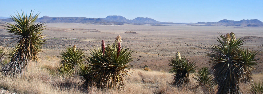 Yucca at the edge of the hills