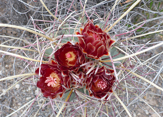 Red flowers of glandulicactus uncinatus