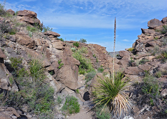 Javelina Wash