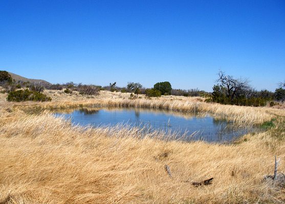 Manzanita Spring