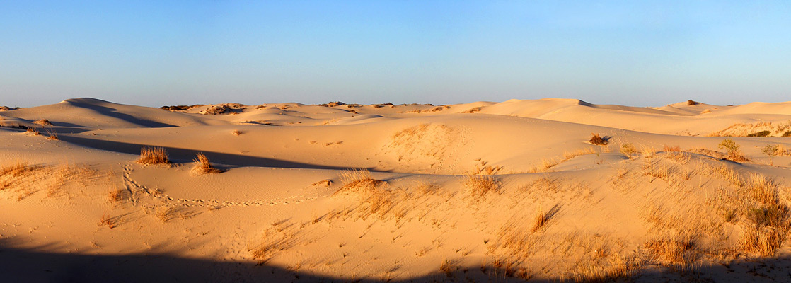 Evening sun on the Monahans Sandhills