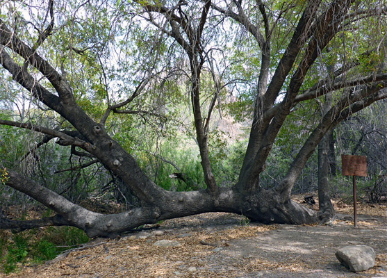 Leaning oak tree