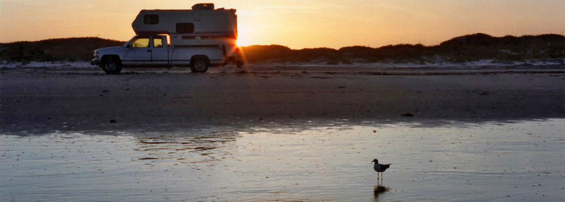 Lone seagull at twilight, North Padre Island