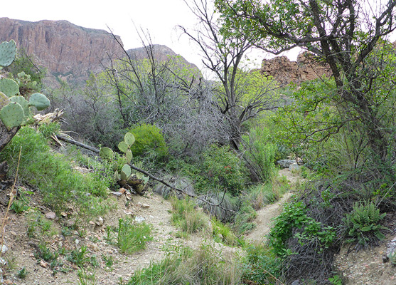 Trees, bushes and cacti at Ward Spring