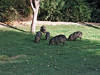 Javelinas at Rio Grande Village campsite