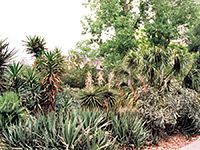 Yucca and agave