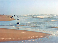 North Padre Island beach