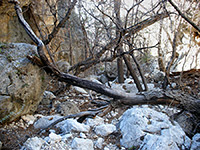 Trees and boulders