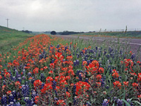 Texas bluebonnets and lemonmint flowers