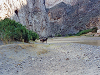 Horses in Boquillas Canyon