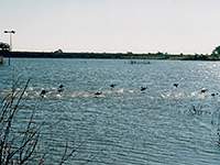 Ducks on Lake Theo