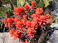 Flowers and cacti