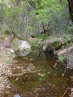 Calm section of the stream