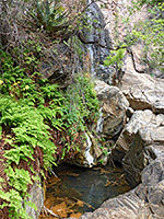 Ferns above a pool