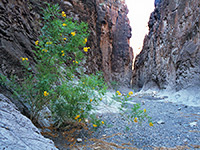 Flowers in Closed Canyon