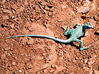 Collared lizard