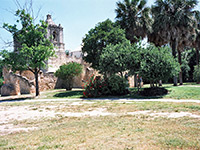 Trees beside Mission Concepción