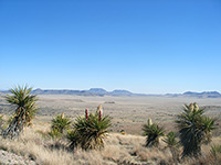 Yucca torreyi