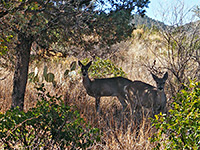 Deer in the woods