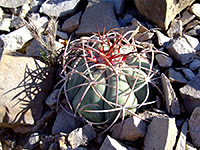 Echinocactus horizonthalonius (young specimen)