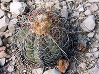 Echinocactus horizonthalonius (mature specimen)