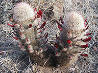 Brown-flowered cactus