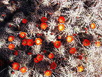 Echinocereus coccineus