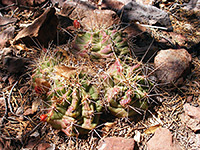 Flabby claret cup cactus stems