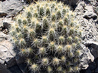 Green strawberry hedgehog cactus