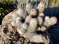 Cob beehive cactus