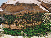 Hanging plants in Fern Cave