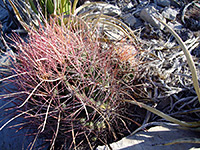 Texas barrel cactus