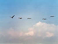 Formation of brown pelicans