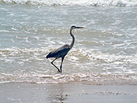 A heron