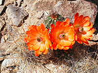 Echinocereus triglochidiatus