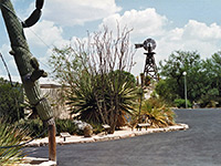 Cactus garden and the water tower