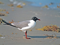 A laughing gull