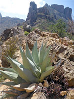 Agave