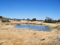 Manzanita Spring