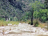 Trees beside McKittrick Creek