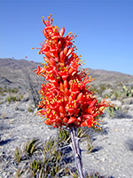 Orange red flowers