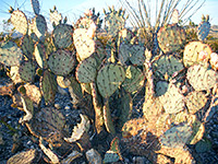 Opuntia and ocotillo