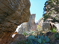 Opuntia cacti