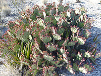 Spiny fruit prickly pear