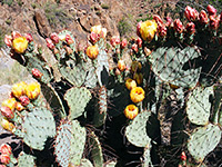 Many purple prickly pear flowers