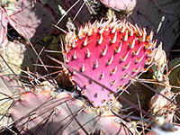 Young opuntia pad