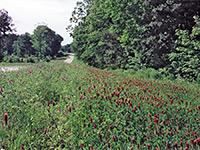 Wildflowers