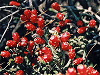 Cholla cactus fruit