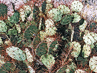 Opuntia